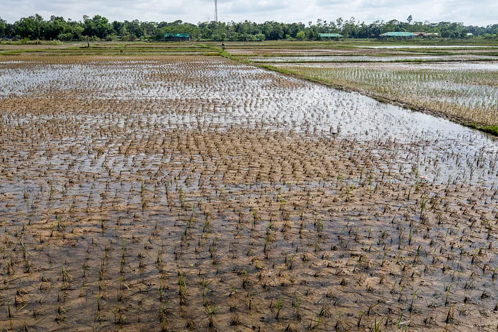 বন্যায় ক্ষতিগ্রস্ত কৃষি